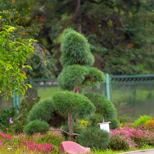 Pinus mugo 'Pumilio' - Zwerg-Kiefer 'Pumilio'