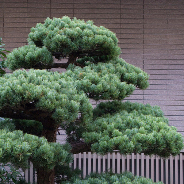 Pinus parviflora 'Negishi' - Blaue Mädchenkiefer