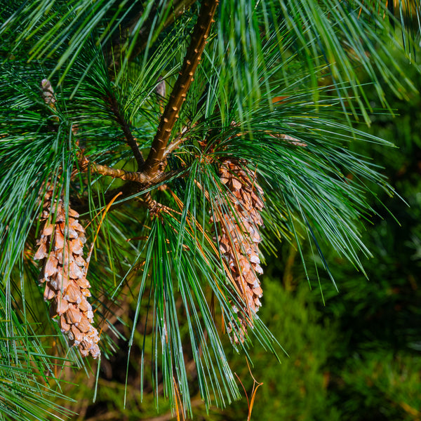 Pinus schwerinii 'Wiethorst' - Zapfenkiefer