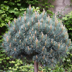 Pinus sylvestris 'Watereri' - Strauch-Wald-Kiefer 'Watereri'