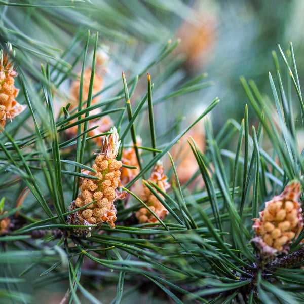 Pinus sylvestris 'Watereri' - Strauch-Wald-Kiefer 'Watereri'