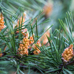 Pinus sylvestris 'Watereri' - Strauch-Wald-Kiefer 'Watereri'