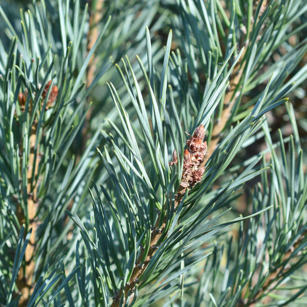 Pinus sylvestris 'Glauca' - Blaue Waldkiefer