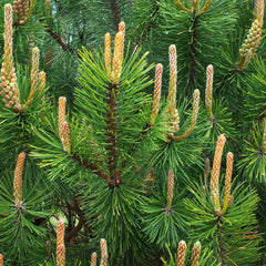 Pinus sylvestris - Wald-Kiefer