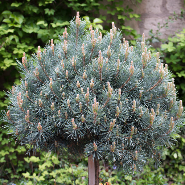 Pinus sylvestris 'Watereri' - Silberkiefer / Strauch-Waldkiefer