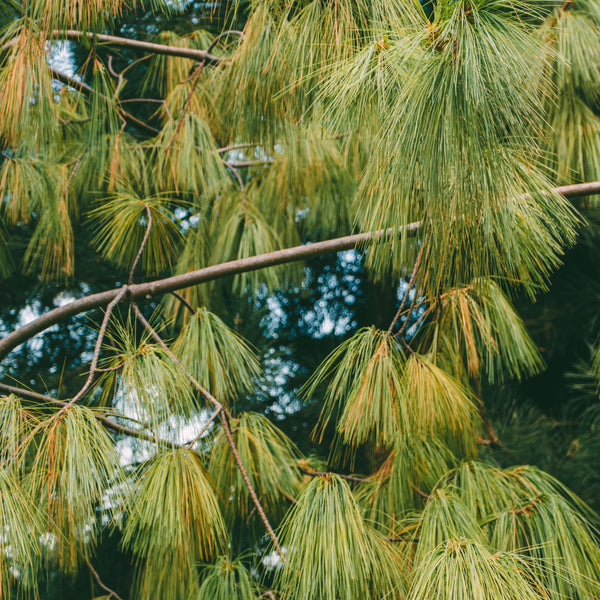 Pinus wallichiana - Tränen-Kiefer