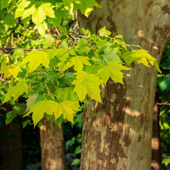 Platanus hispanica - Ahornblättrige Platane
