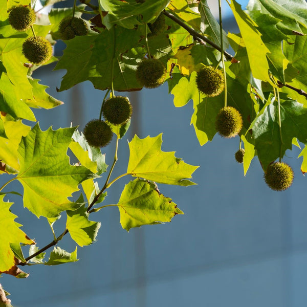 Platanus acerifolia 'Alphen's Globe' - Kugel-Platane