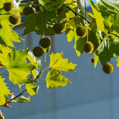 Platanus acerifolia 'Alphen's Globe' - Kugel-Platane
