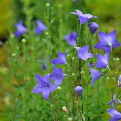 Platycodon grandiflorus 'Mariesii' - Ballonblume