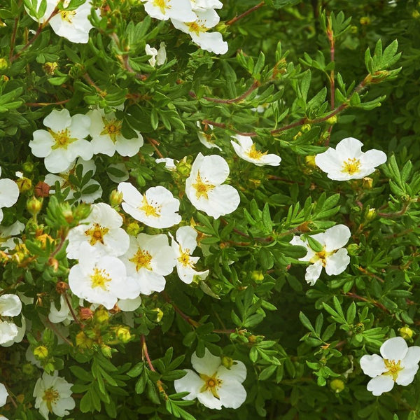 Potentilla fruticosa 'Abbotswood' - Fingerstrauch 'Abbotswood'