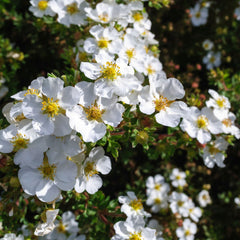 Potentilla fruticosa 'Manchu' - Fingerstrauch 'Manchu'