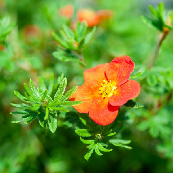 Potentilla fruticosa 'Red Ace' - Fingerstrauch 'Red Ace'