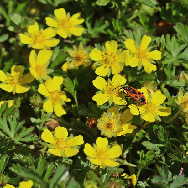 Potentilla neumanniana 'Nana' - Fingerkraut