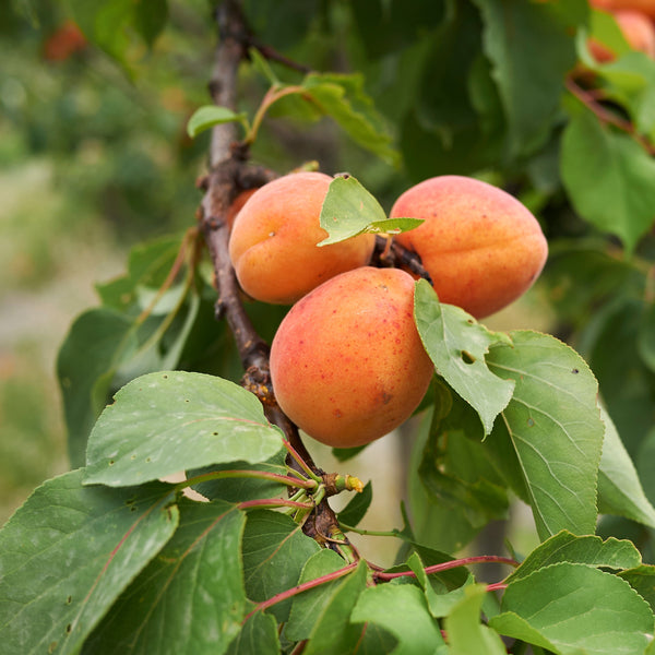 Prunus armeniaca 'Ungarische Beste' - Aprikose
