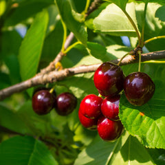 Prunus avium 'Lapins' - Süßkirsche