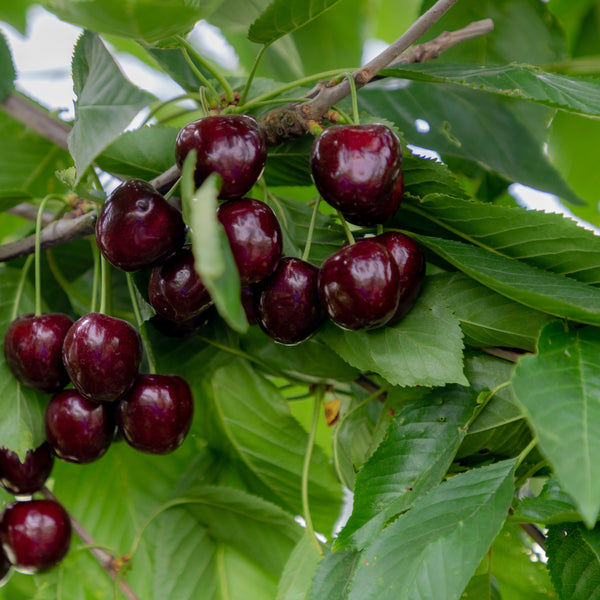 Prunus avium 'Regina' - Süßkirsche