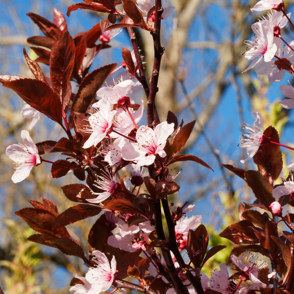 Prunus cerasifera 'Nigra' - Blut-Pflaume 'Nigra'