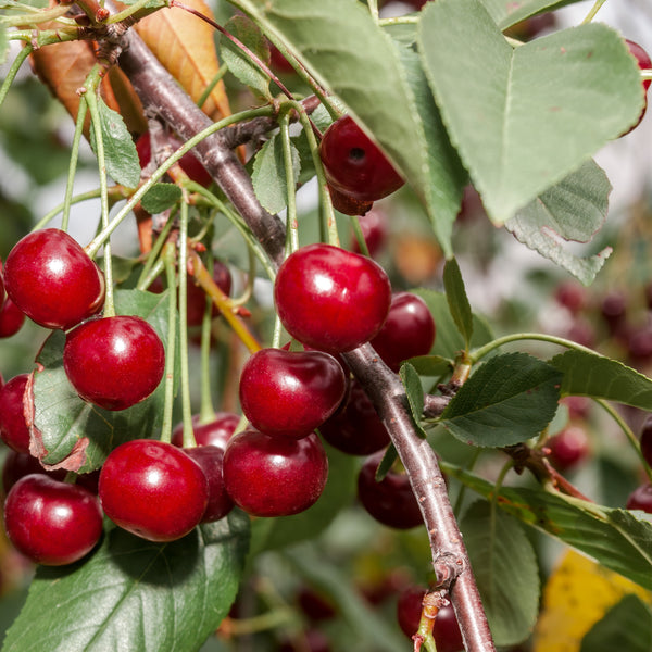 Prunus cerasus 'Morina' - Sauerkirsche