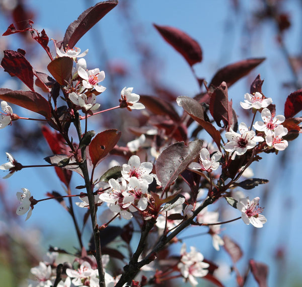 Prunus cistena - Zwerg-Blut-Pflaume