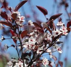 Prunus cistena - Zwerg-Blut-Pflaume