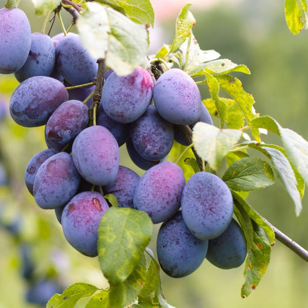 Prunus domestica   'Hanita' - Zwetschge