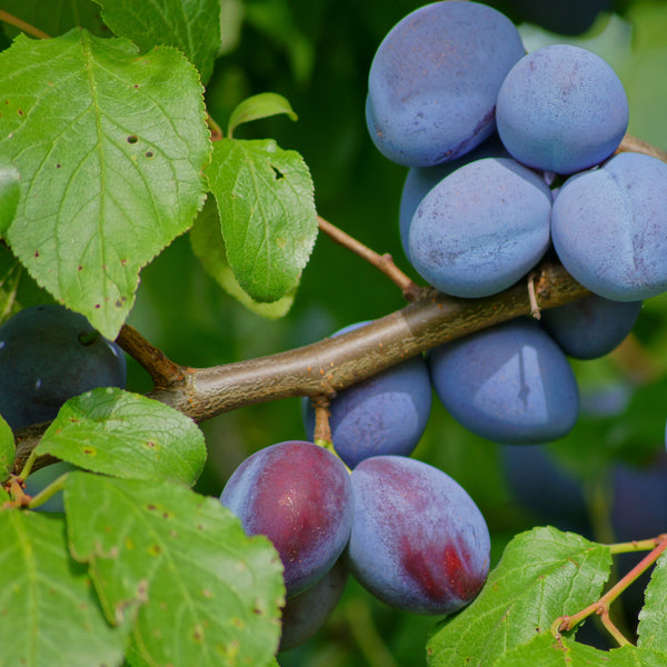 Prunus domestica   'Hauszwetschge' - Zwetschge
