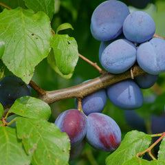 Prunus domestica   'Hauszwetschge' - Zwetschge