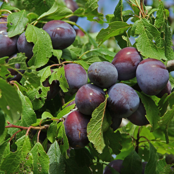 Prunus domestica   'Wangenheimer Frühzwetschge' - Zwetschge