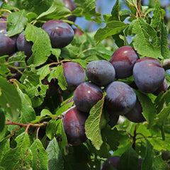 Prunus domestica   'Wangenheimer Frühzwetschge' - Zwetschge