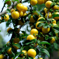 Prunus domestica subsp. italica 'Graf Althans' - Ringlotte