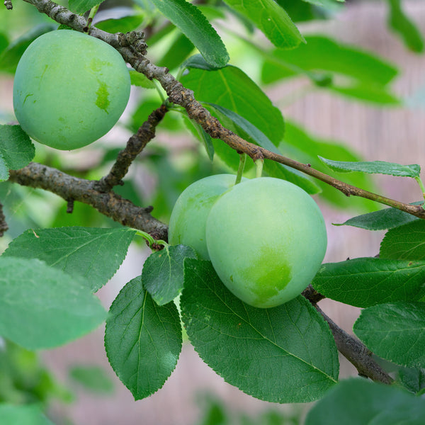 Prunus domestica subsp. italica 'Große Grüne' - Ringlotte