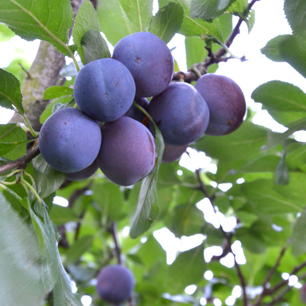 Prunus domestica subsp. italica 'Oullins' - Ringlotte