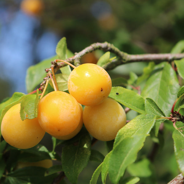 Prunus domestica subsp. syriaca 'Bellamira  ' - Mirabelle