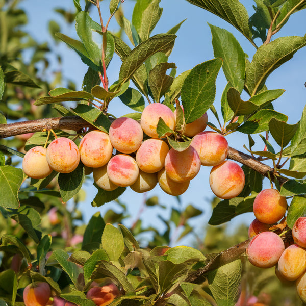 Prunus domestica subsp. syriaca 'Von Nancy' - Mirabelle