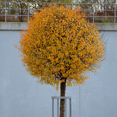 Prunus  fruticosa 'Globosa' - Kugel-Steppenkirsche