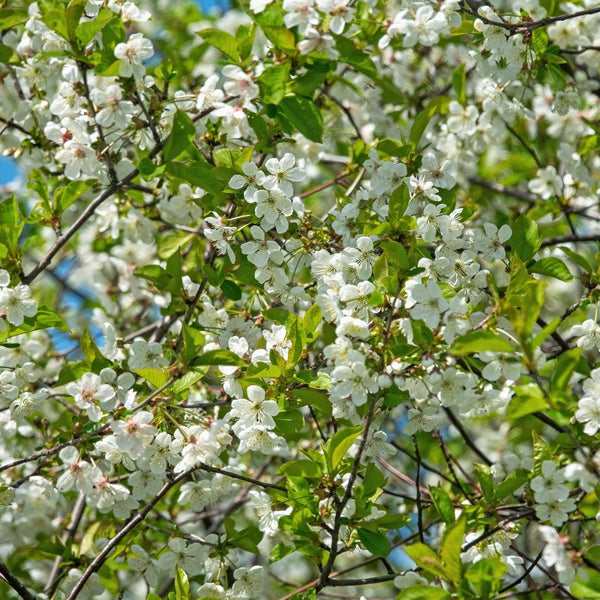 Prunus  fruticosa 'Globosa' - Kugel-Steppenkirsche