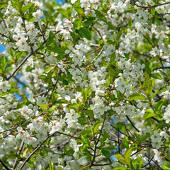 Prunus  fruticosa 'Globosa' - Kugel-Steppenkirsche