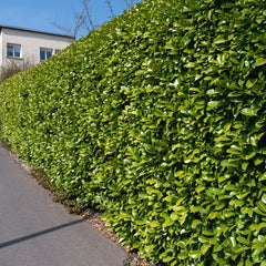 Prunus laurocerasus 'Etna' - Lorbeerkirsche 'Etna'