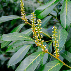 Prunus laurocerasus 'Genolia' - Lorbeerkirsche 'Genolia'