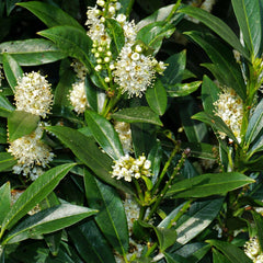 Prunus laurocerasus 'Etna' - Lorbeerkirsche 'Etna'