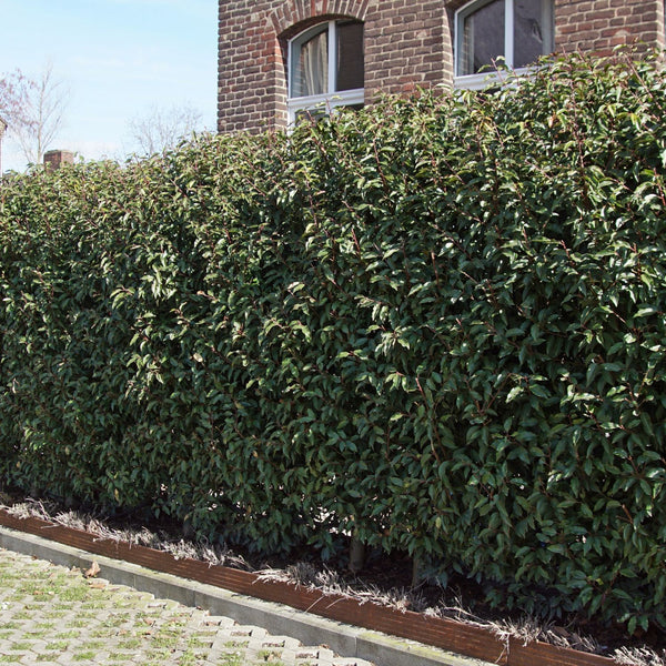 Prunus lusitanica 'Angustifolia' - Portugiesische Lorbeerkirsche 'Angustifolia'