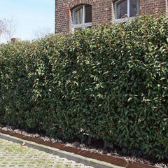 Prunus lusitanica 'Angustifolia' - Portugiesische Lorbeerkirsche 'Angustifolia'