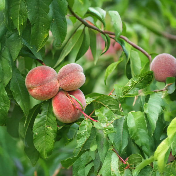 Prunus persica 'Kernechter vom Vorgebirge' - Pfirsich