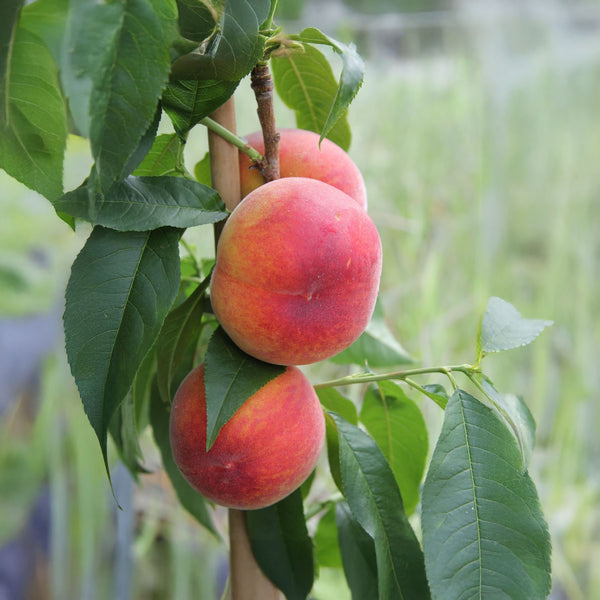 Prunus persica 'Red Havan' - Pfirsich