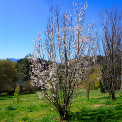 Prunus serrulata 'Amanogawa' - Japanische Säulen-Kirsche 'Amanogawa'