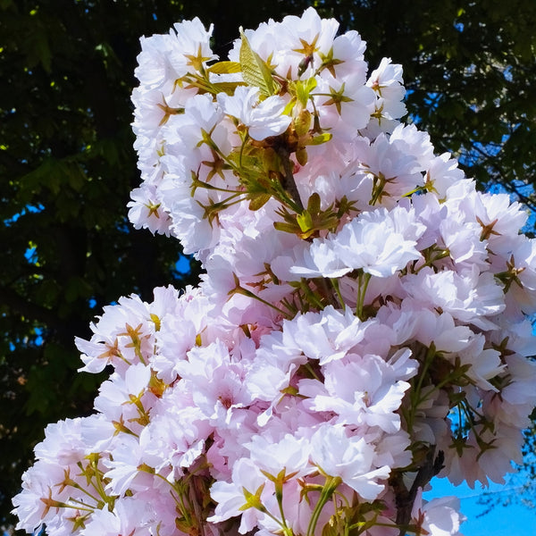Prunus serrulata 'Amanogawa' - Japanische Säulen-Kirsche 'Amanogawa'