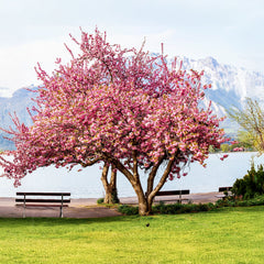 Prunus serrulata 'Kanzan' - Japanische Nelken-Kirsche 'Kanzan'