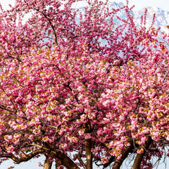 Prunus serrulata 'Kanzan' - Japanische Nelken-Kirsche 'Kanzan'