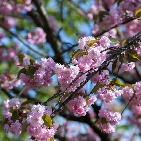 Prunus serrulata 'Kanzan' - Japanische Nelken-Kirsche 'Kanzan'